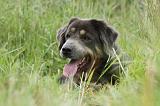 DOGUE DU TIBET 855